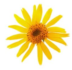 arnica in Levicose pret varikozām vēnām